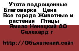Утята подрощенные Благоварка › Цена ­ 100 - Все города Животные и растения » Птицы   . Ямало-Ненецкий АО,Салехард г.